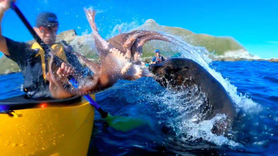 Seal Slaps Kayaker In The Face With Octopus Because Nature Is Completely Unhinged