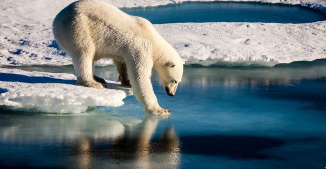 © AFP Photo/Mario Hoppmann/European Geosciences Union | A September 13, 2016, handout photo provided by the European Geosciences Union shows a polar bear testing the strength of thin sea ice in the Arctic.