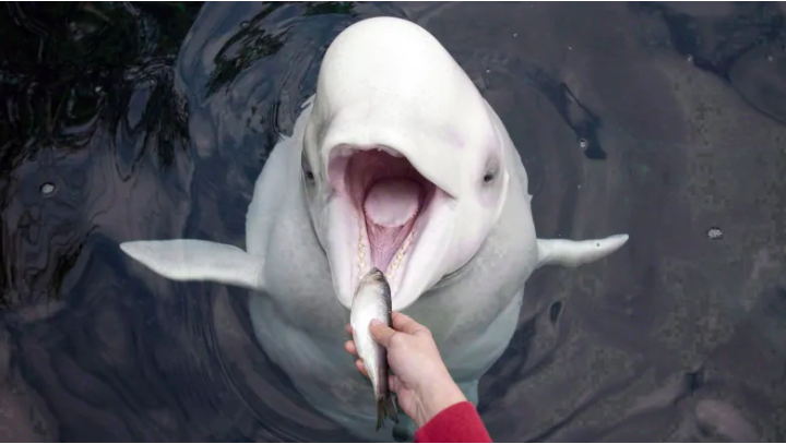 Qila, a beluga whale at the Vancouver Aquarium, receives a freshly prepared herring from trainer Katie Becker during a feeding at the Vancouver Aquarium. The federal government is poised to introduce legislation that would ban holding cetaceans in captivi
