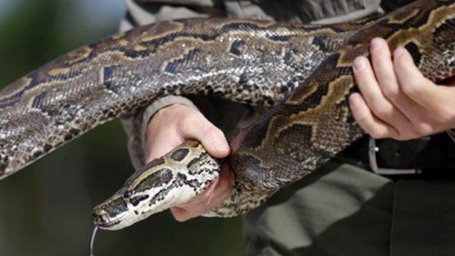 Villagers launched a search for a woman who went missing on Thursday but were horrified to find a bloated snake; upon cutting it open they found the woman's body  (iStock)