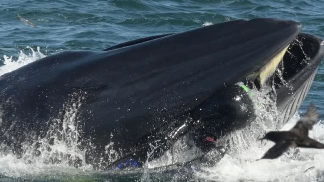 Rainer Schimpf was briefly swallowed by the whale. Picture: Barcroft TVSource:Supplied