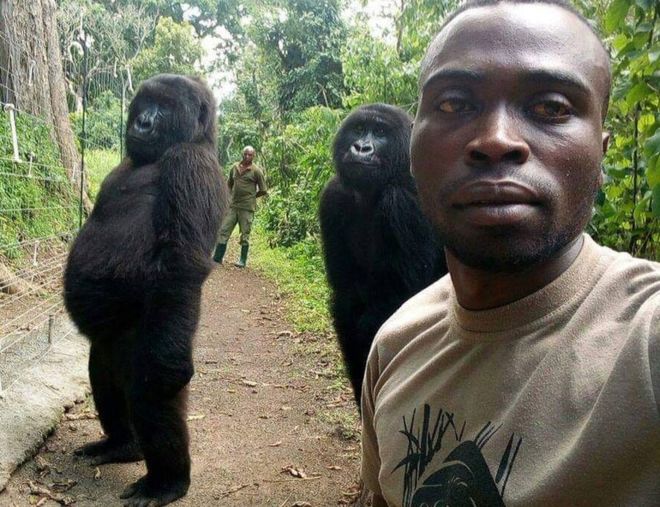 RANGER MATHIEU SHAMAVU / The gorillas are apparently trying to imitate humans
