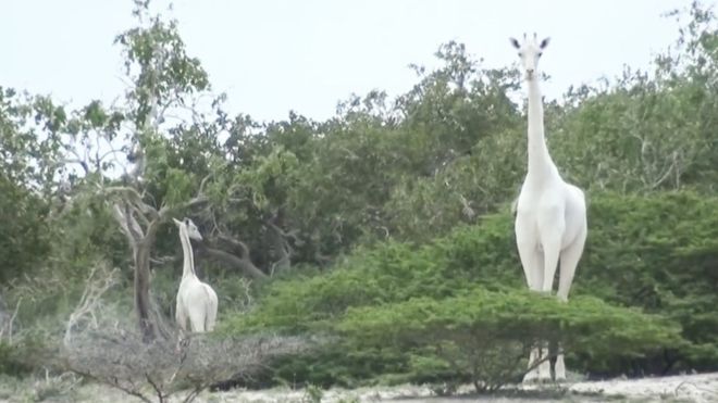 White giraffes /HIROLA CONSERVANCY