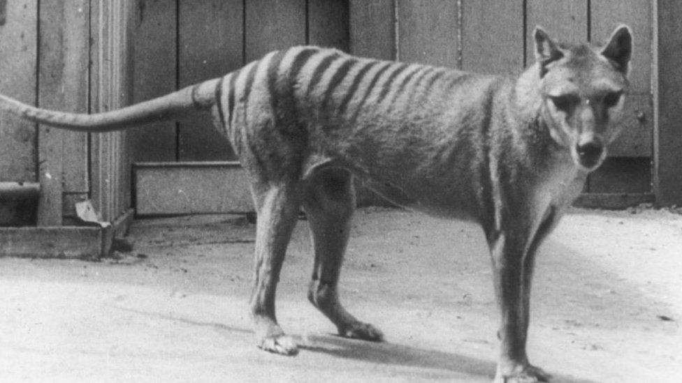 GETTY IMAGES / A Tasmanian tiger photographed in Australia's Hobart Zoo (undated)