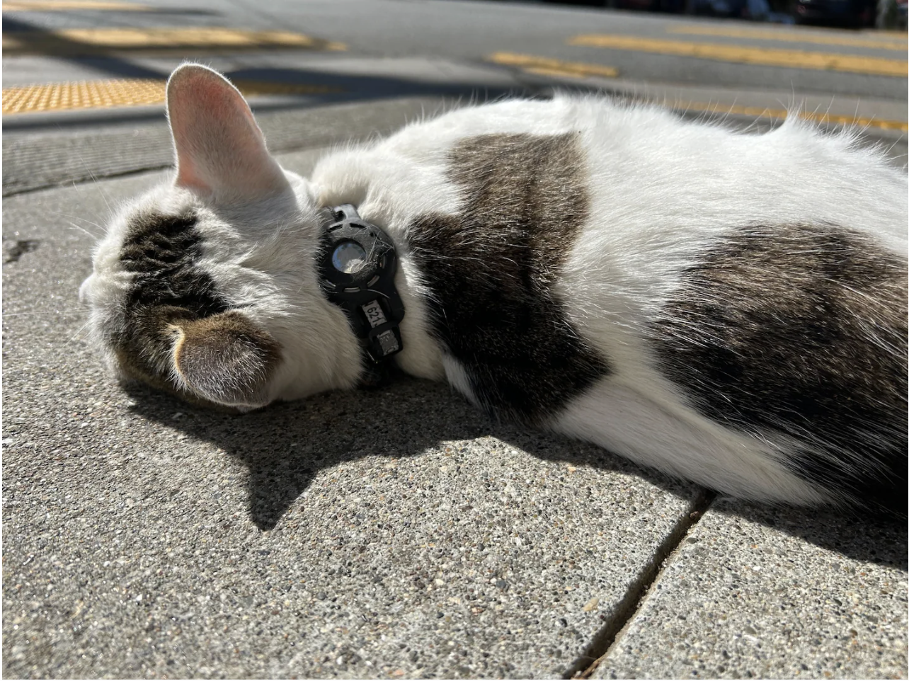 A cat roams a San Francisco neighborhood with an AirTag attached to its collar. (Heather Kelly/The Washington Post)