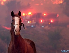 The animals caught in California's wildfires