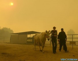 Horses are evacuated from a ranch along Kagel Canyon at the Creek fire on Dec. 5, 2017, in La Canada Flintridge, Calif. Raked by ferocious Santa Ana winds, explosive wildfires northwest of Los Angeles and in the city's foothills burned a psychia