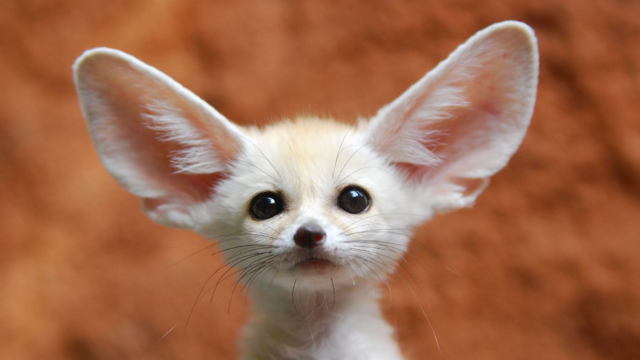 This tiny Desert Fox could probably have done better than Algeria's players at AFCON, as Les Fennecs were booted out after the group stage. Getty Images